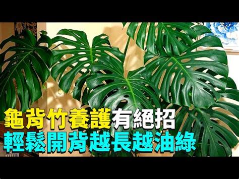 龜背芋可以放室內嗎|龜背芋能否在房間擺放？讓我們一起探討！ – 植物盆栽綠寶典